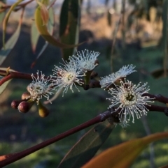 Eucalyptus dives (Broad-leaved Peppermint) at Googong, NSW - 24 Oct 2016 by Wandiyali