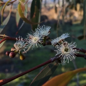 Eucalyptus dives at Googong, NSW - 24 Oct 2016 01:27 PM