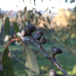 Eucalyptus dives at Googong, NSW - 24 Oct 2016 01:27 PM