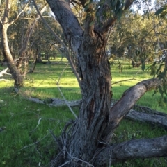 Eucalyptus dives at Googong, NSW - 24 Oct 2016 01:27 PM