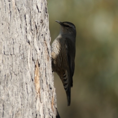 Climacteris picumnus (Brown Treecreeper) at Booth, ACT - 3 Aug 2016 by roymcd