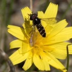 Melangyna viridiceps (Hover fly) at Sutton, NSW - 24 Oct 2016 by CedricBear