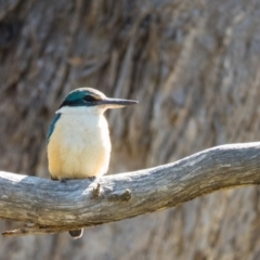 Todiramphus sanctus (Sacred Kingfisher) at Gungahlin, ACT - 23 Oct 2016 by CedricBear