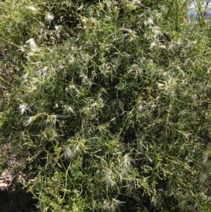 Clematis leptophylla at Garran, ACT - 24 Oct 2016 01:37 PM