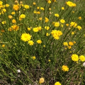 Calotis lappulacea at Garran, ACT - 24 Oct 2016