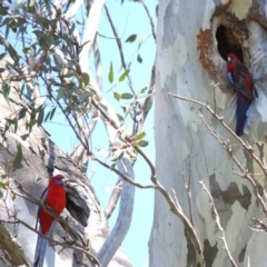 Platycercus elegans (Crimson Rosella) at Garran, ACT - 24 Oct 2016 by Ratcliffe