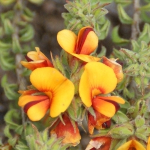 Pultenaea procumbens at Garran, ACT - 22 Oct 2016