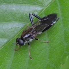 Exaireta spinigera (Garden Soldier Fly) at Pollinator-friendly garden Conder - 21 Oct 2016 by michaelb