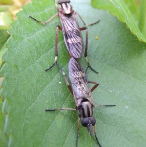 Ectinorhynchus sp. (genus) at Conder, ACT - 21 Oct 2016