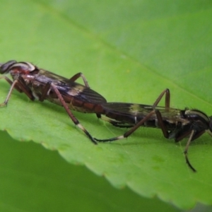 Ectinorhynchus sp. (genus) at Conder, ACT - 21 Oct 2016