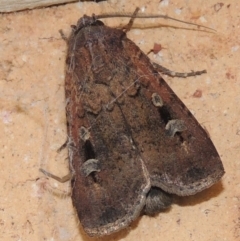 Agrotis infusa (Bogong Moth, Common Cutworm) at Pollinator-friendly garden Conder - 21 Oct 2016 by michaelb