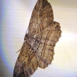 Ectropis excursaria at Conder, ACT - 22 Oct 2016 12:29 AM