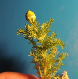 Matricaria discoidea at Gordon, ACT - 5 Nov 2016 12:00 AM