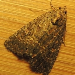 Hypoperigea tonsa (A noctuid moth) at Conder, ACT - 22 Oct 2016 by MichaelBedingfield