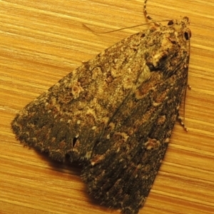 Hypoperigea tonsa at Conder, ACT - 22 Oct 2016 12:04 AM