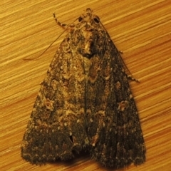 Hypoperigea tonsa at Conder, ACT - 22 Oct 2016 12:04 AM