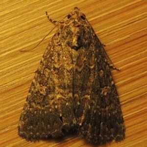 Hypoperigea tonsa at Conder, ACT - 22 Oct 2016 12:04 AM
