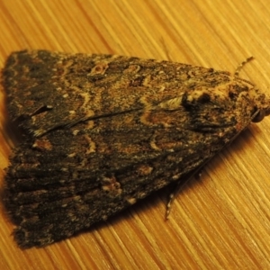 Hypoperigea tonsa at Conder, ACT - 22 Oct 2016 12:04 AM