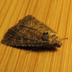 Hypoperigea tonsa at Conder, ACT - 22 Oct 2016 12:04 AM