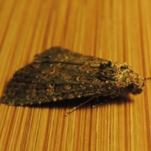 Hypoperigea tonsa at Conder, ACT - 22 Oct 2016 12:04 AM