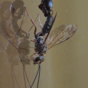 Tiphiidae (family) at Conder, ACT - 7 Feb 2016