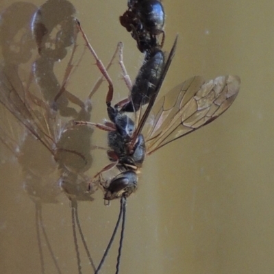 Tiphiidae (family) (Unidentified Smooth flower wasp) at Conder, ACT - 7 Feb 2016 by michaelb