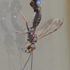 Tiphiidae (family) at Conder, ACT - 7 Feb 2016 05:22 PM