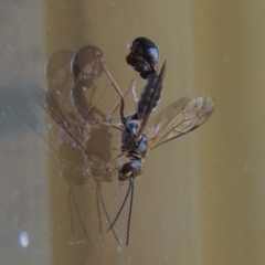 Tiphiidae (family) at Conder, ACT - 7 Feb 2016 05:22 PM