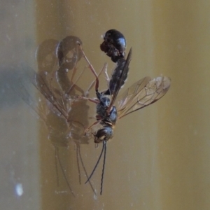 Tiphiidae (family) at Conder, ACT - 7 Feb 2016