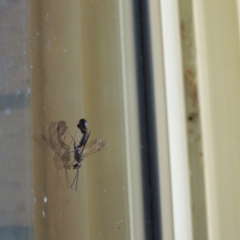 Tiphiidae (family) at Conder, ACT - 7 Feb 2016