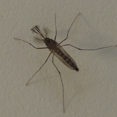 Culicidae (family) (A mosquito) at Pollinator-friendly garden Conder - 16 Oct 2016 by michaelb