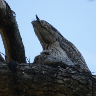 Podargus strigoides (Tawny Frogmouth) at Garran, ACT - 24 Oct 2016 by roymcd