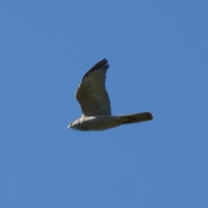 Accipiter fasciatus at Garran, ACT - 24 Oct 2016