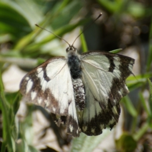 Belenois java at Red Hill, ACT - 24 Oct 2016 03:35 PM