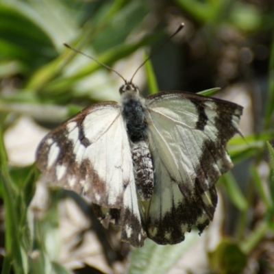 Belenois java (Caper White) at Red Hill, ACT - 24 Oct 2016 by roymcd