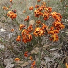 Dillwynia sp. Yetholme (P.C.Jobson 5080) NSW Herbarium at Kambah, ACT - 2 Oct 2017 by MatthewFrawley