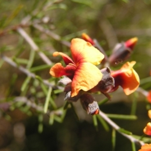 Dillwynia sp. Yetholme (P.C.Jobson 5080) NSW Herbarium at Kambah, ACT - 2 Oct 2017