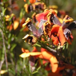 Dillwynia sp. Yetholme (P.C.Jobson 5080) NSW Herbarium at Kambah, ACT - 2 Oct 2017