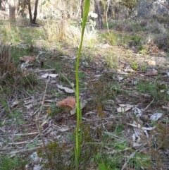 Diuris sp. (A Donkey Orchid) at Majura, ACT - 25 Sep 2016 by waltraud