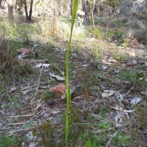 Diuris sp. at Majura, ACT - suppressed