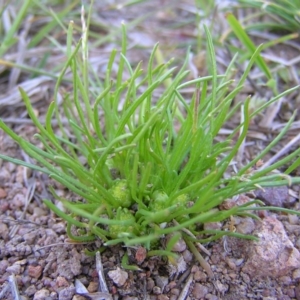 Isoetopsis graminifolia at Kambah, ACT - 5 Oct 2010