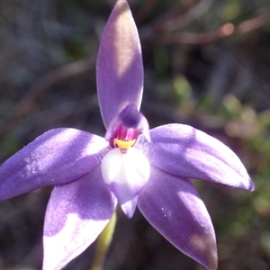 Glossodia major at Point 5828 - suppressed