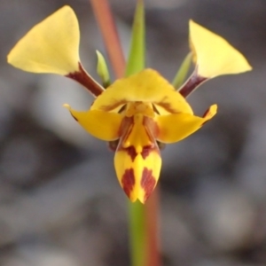 Diuris nigromontana at Point 5828 - suppressed