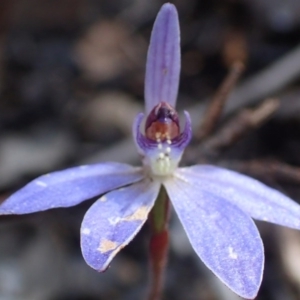 Cyanicula caerulea at Point 5827 - suppressed