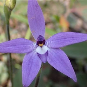 Glossodia major at Point 5827 - suppressed