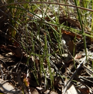 Corunastylis clivicola at Cook, ACT - 25 Oct 2016