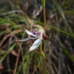 Caladenia moschata (Musky Caps) at Cook, ACT - 24 Oct 2016 by CathB