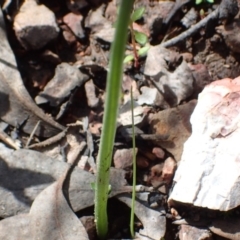 Microtis sp. (Onion Orchid) at Point 5827 - 6 Oct 2016 by jhr