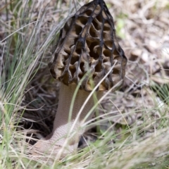 Morchella elata group at Cotter River, ACT - 25 Oct 2016