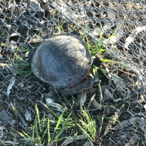 Chelodina longicollis at Gungahlin, ACT - 24 Oct 2016 06:20 PM